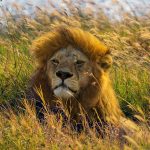 lion, wild cat, tanzania-7445821.jpg